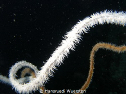Spiral Coral - Cirrhipathes spiralis by Hansruedi Wuersten 